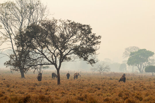 Paisagem com uma &aacute;rvoreem primeiro plano e alguns cavalos pastando, em um dia triste, sem sol e com muita fuma&ccedil;a provenientes de queimadas pelo Brasil. 