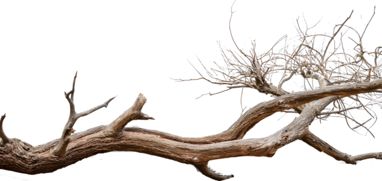 Dead tree isolated on white background, Dead branches of a tree.Dry tree branch