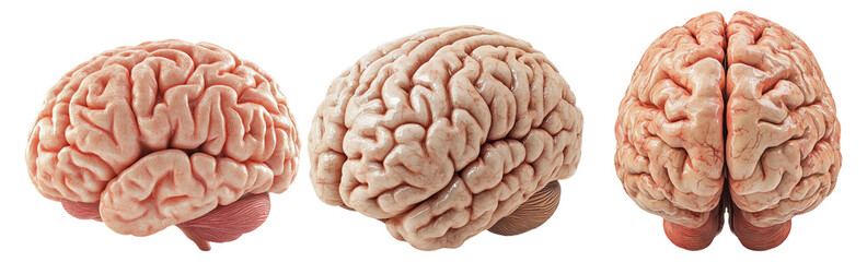 Human brain models set isolated on transparent background