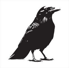 raven on a white background