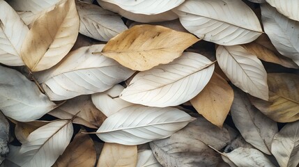 Texture leaves closeup background plant abstract autumn white foliage nature fall 