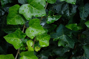 Fototapeta premium rain drops on the ivy leaves
