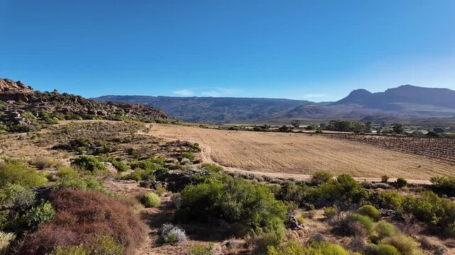 Clanwilliam Cedarberg South Africa. 27.03.2024. Video. Rocklands region and the Agter Pakhuis valley in the Cedarberg area with post harvest wheat aand vines growing.