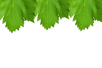 Grape leaf border design isolated on transparent background. Fresh grape fruit leaf png. Design elements