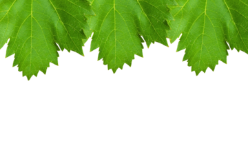 Grape leaf border design isolated on transparent background. Fresh grape fruit leaf png. Design elements