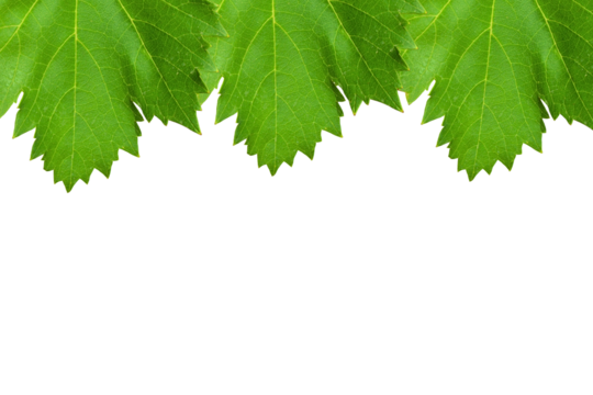 Grape leaf border design isolated on transparent background. Fresh grape fruit leaf png. Design elements