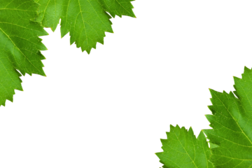 Fresh green grape leaves border frame isolated on transparent background, top view, PNG fruit design elements