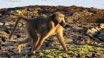 Solitary baboon shortly after sunrise on a misty morning near Satara in the Kruger National Park, Limpopo, South Africa 