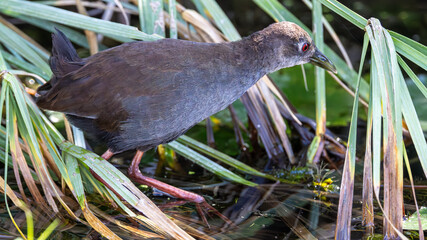 Juvenile Black Crake (Swartriethaan) (Amaurornis flavirostra) near Satara in the Kruger National...