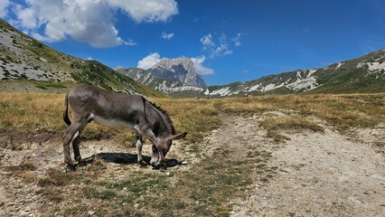 asino al pascolo fresco in montagna