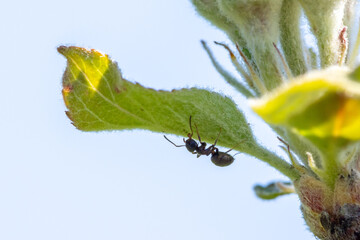 Ameisen melken Läuse auf Apfelblüte