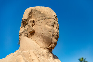 A weathered sphinx head stands tall and proud along Luxor's iconic Sphinx Avenue, a silent guardian...