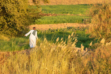 Protecting his flock in the heart of Egypt, a shepherd keeps watch over the fertile lands of the...