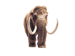 Obraz premium Woolly mammoth with long tusks and thick fur, isolated on white background. PNG transparent.