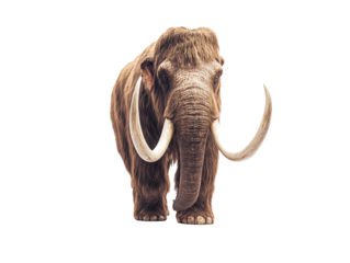 Woolly mammoth with long tusks and thick fur, isolated on white background. PNG transparent.