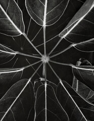 Natural black and white leaf background. Pattern for design wallpaper, poster, card or cover