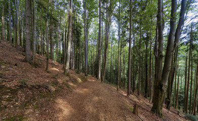 Path in the woods, Styria, Austria, Europe, August 2024