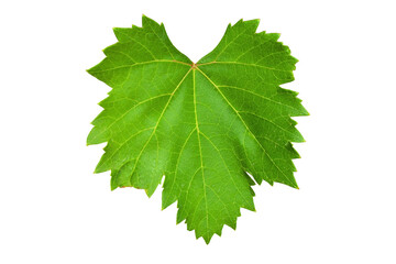 PNG fresh grape leaf cut out element, isolated on transparent background
