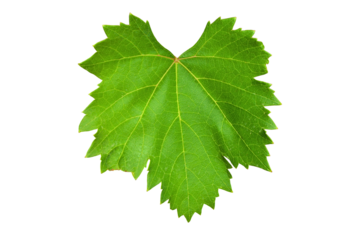 PNG fresh grape leaf cut out element, isolated on transparent background