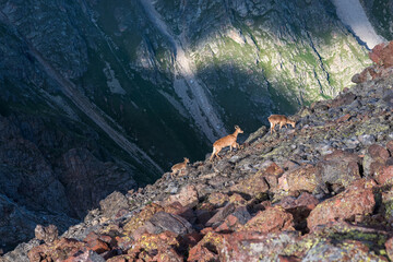wild mountain goats caucasian ibexes on a rocky scree with a mountain slope in the background