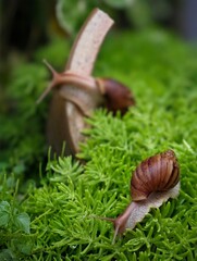 snail on a grass