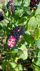 Flowering plant Phytolacca Americana in the garden during summer. Exotic purple flower in the garden