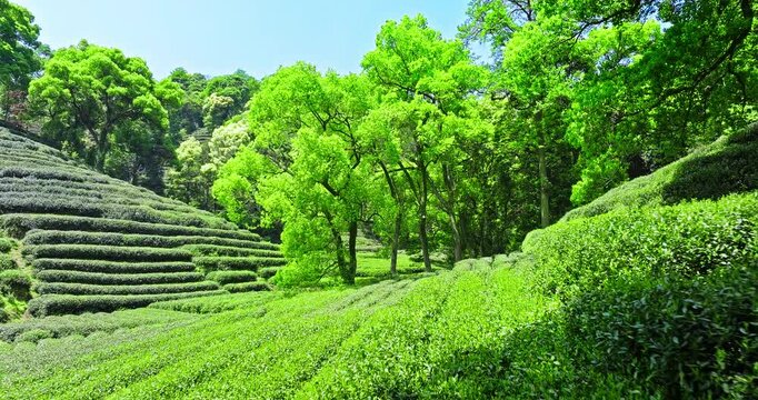 Green tea plantation and tree nature landscape in Hangzhou. Beautiful tea mountain scenery in spring.