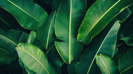 Lush green banana leaves background texture.
