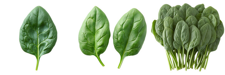 Fresh organic spinach leaves isolated on transparent background for food and nutrition concepts, featuring detailed close-up of vibrant green spinach with texture and quality perfect for culinary use