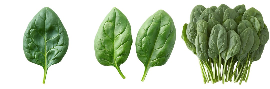 Fresh organic spinach leaves isolated on transparent background for food and nutrition concepts, featuring detailed close-up of vibrant green spinach with texture and quality perfect for culinary use