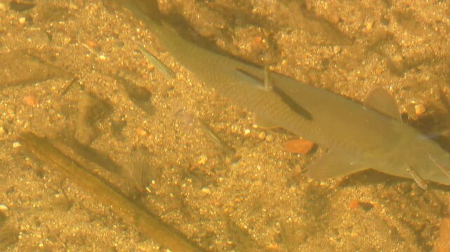 A school of fish, fry of the barbel species, Barbus barbus, swims underwater in a clear, shallow river looking for food, along with large adult barbels. 4K viedo.