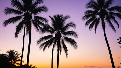 Fototapeta na wymiar palm silhouette at sunset