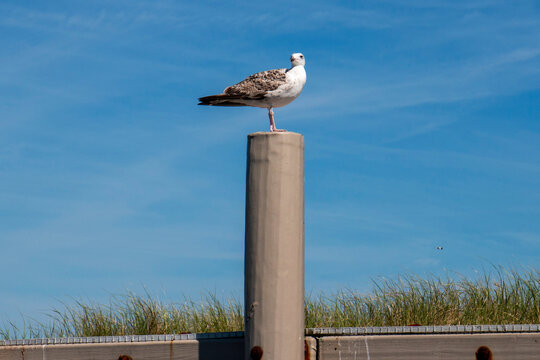 One seagul standing on a wood pole with beach grass and a blue dky in background
