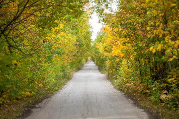 Fototapeta premium Empty road in autumn park