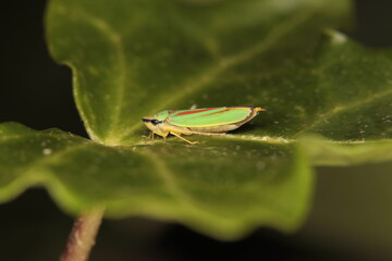 Rhododendron Leafhopper
Family: Cicadellidae
Graphocephala fennahi