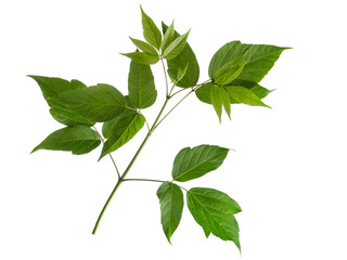 Maple ash tree one branch with green leaves isolated on white background