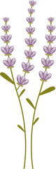 Naklejka premium Illustration of three lavender sprigs with purple flowers and green stems, symbolizing calmness and natural beauty.