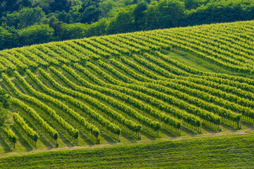 Vineyards