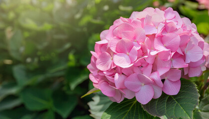 Fototapeta premium A Close Up of a Pink Hydrangea Bloom in a Garden Setting and Copy Space