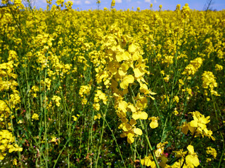 Vibrant Rapeseed Field in Full Bloom under a Clear Blue Sky in Denmark
