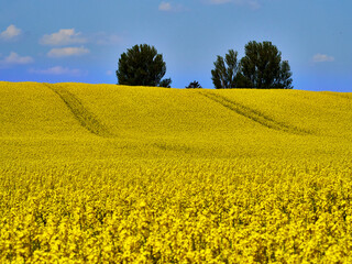 Vibrant Rapeseed Field in Full Bloom under a Clear Blue Sky in Denmark