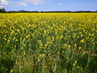 Vibrant Rapeseed Field in Full Bloom under a Clear Blue Sky in Denmark
