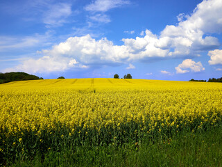 Vibrant Rapeseed Field in Full Bloom under a Clear Blue Sky in Denmark