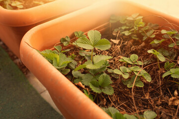 Strawberry plants growing in the pots on early spring