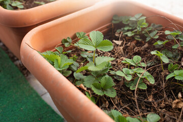 Strawberry plants growing in the pots on early spring