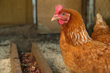 Free range red hen in chicken coop near the feeding trough with copy space. Livestock and farming.