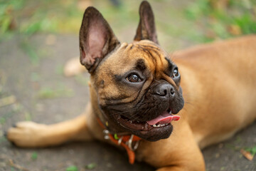 a brown pug dog on a walk in the park, a breed of sofa dogs