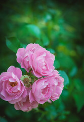Soft petals of pink roses offer a serene and elegant floral display
