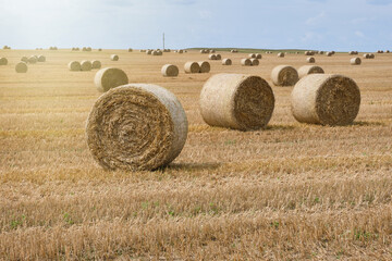 Golden hay bales in harvested straw field. Hay bales in field. Straw bales outdoors. Selective...
