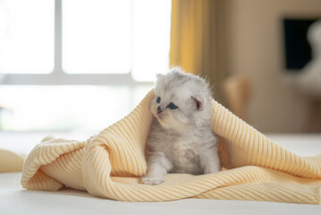 Cute kitten sitting on white bed